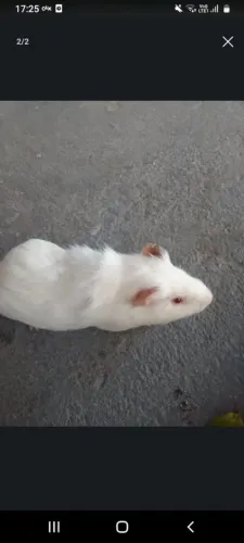 Porco da india doação