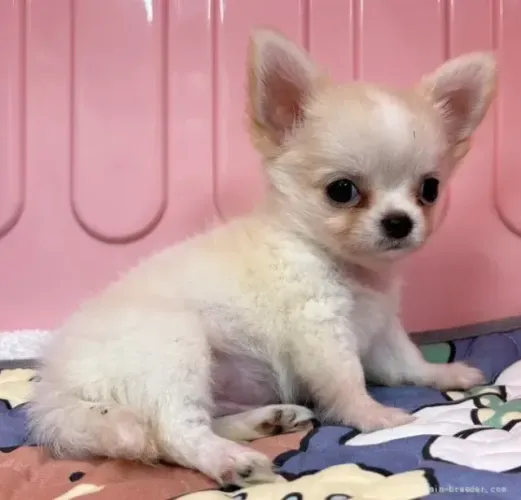Cachorro filhote companheiro e sociável Chihuahua