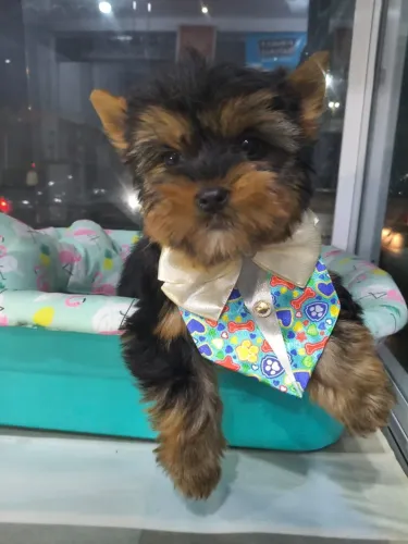 Macho de yorkshire fucinho e orelha curtinha