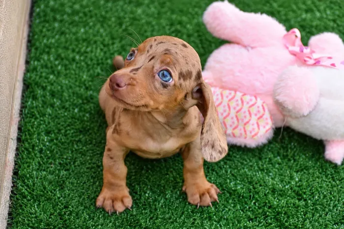 Dachshund kaninchen (fêmea)