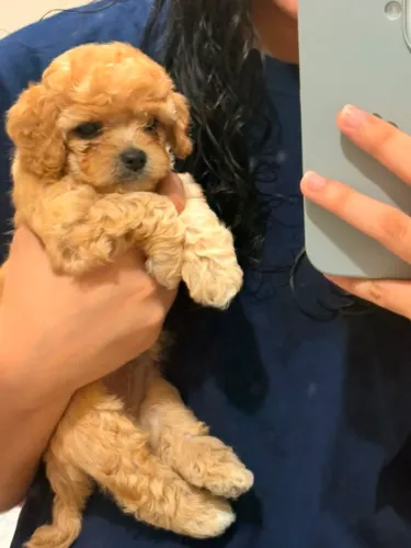 Filhotes Poodle toy