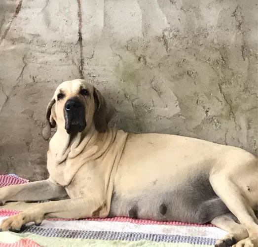 Filhotes de fila Brasileiro