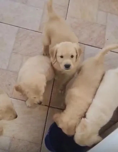 Golden retriever de qualidade 