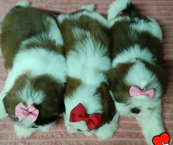 Filhotes de shih tzu fêmea