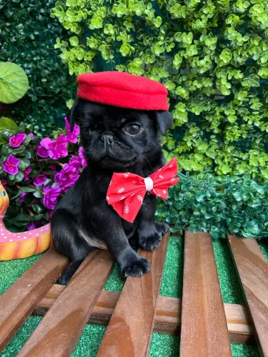 Pug Padrão Pequeno (Machos ) 