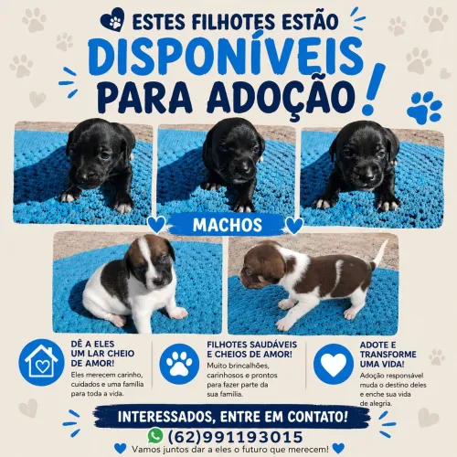 Doação de filhotes 