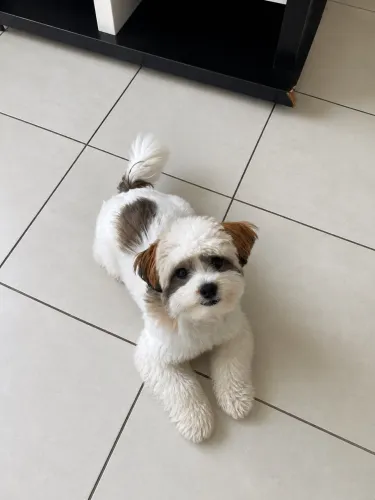 Shih-Tzu macho à venda ?