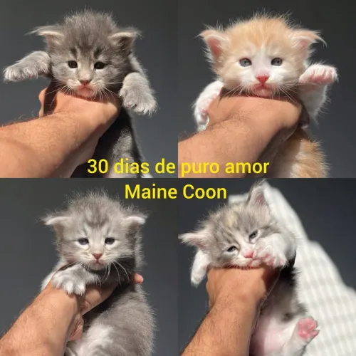 Maine Coon Filhotes - Gatil Bsb Cat