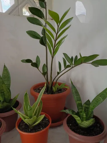 Plantas