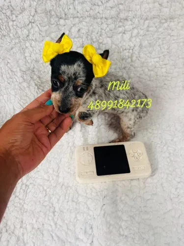 Lindas filhotinhas de pinscher femea