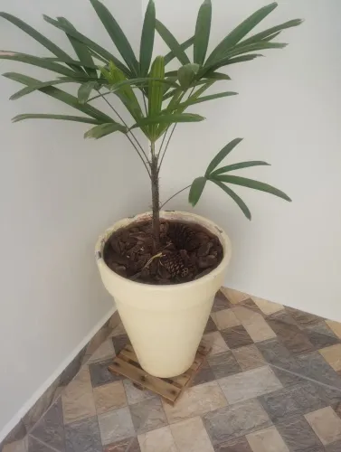 Vaso de plantas