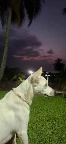 Doação de cachorro