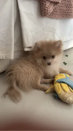 Lulu da pomerania macho 