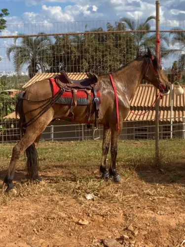 Cavalo Esquipador Á venda