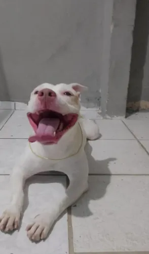 Fêmea de pit Bull para adoção