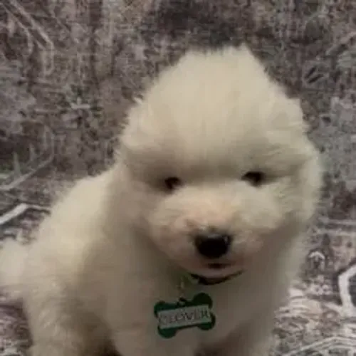 Samoyeda,Samoyeda Filhote Saudável Excelente Companhia