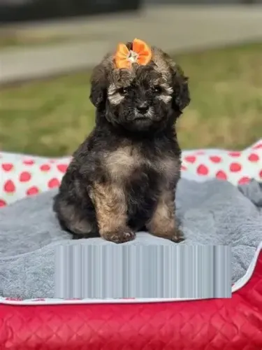 lindos poodle x maltes 