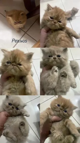 Persas e Himalaios Filhotes - Gatil BSB Cat