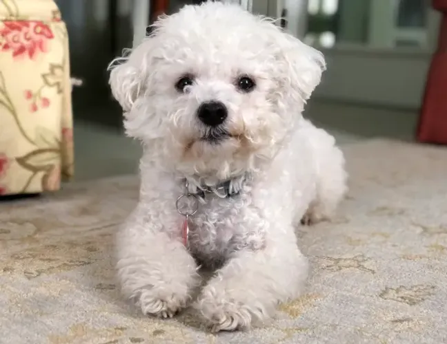 Poodle para Doação