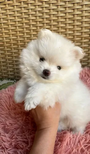 Spitz Alemão - Doçura e alegria!