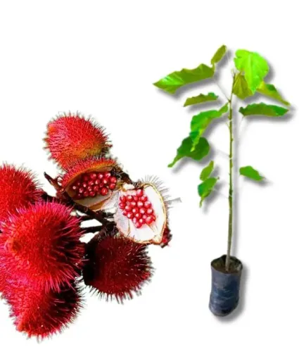 Mudas de Coloral ou Urucum