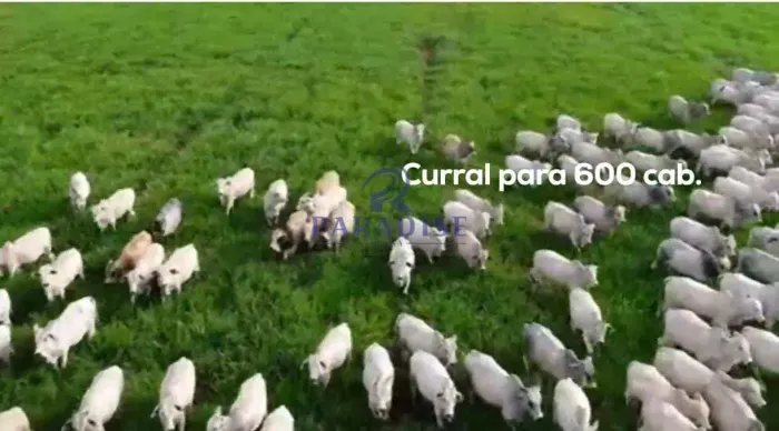 Fazenda, Zona Rural, no estado de Goiás - R$ 65 mi, Cod: 68925