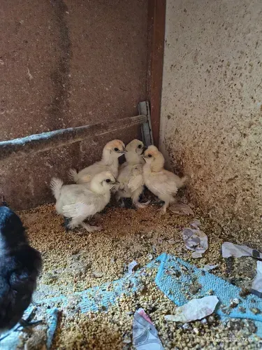 Sedosa do Japão pintinho 