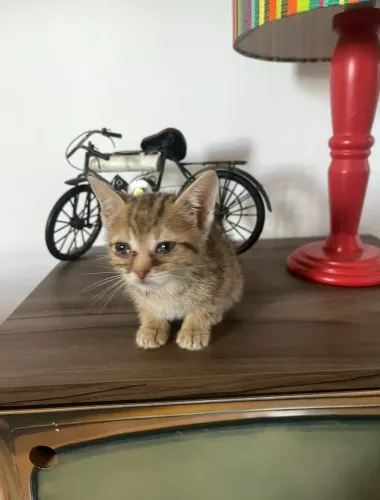 Doação responsável 