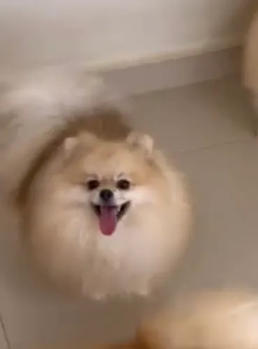 Spitz alemão macho cinz c branco