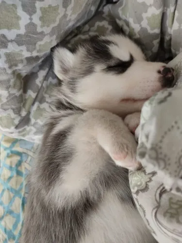 Filhotes de Husky Siberiano | Felicidade que chega pulando.