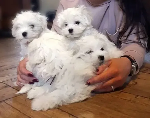Maltês Pequeno Branco Macho - Amor e Fidelidade em um Pacote Compacto!
