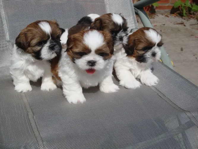 Shih tzu filhotes machos e fêmeas já a pronta