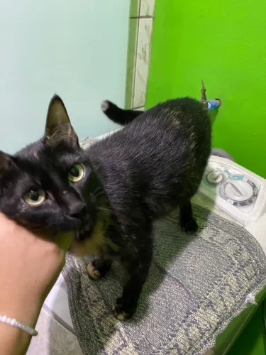 Doação de gata