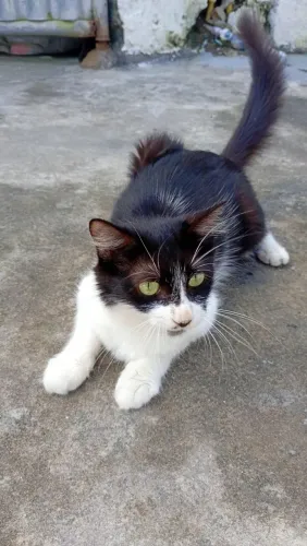 Gatinha Frajola 