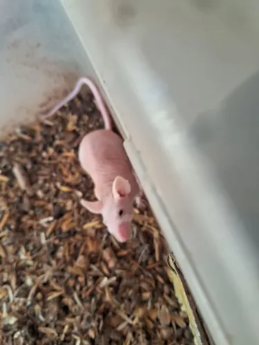 A3M-Camundongos hairless ( leia a descrição do anúncio)