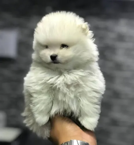 Spitz Alemão anão, 53 dias, vermifugado