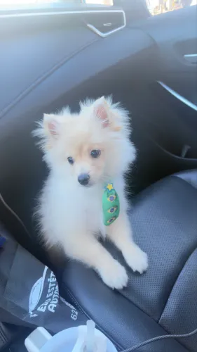 Lulu da palmerania