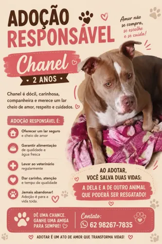 Pit bull doação