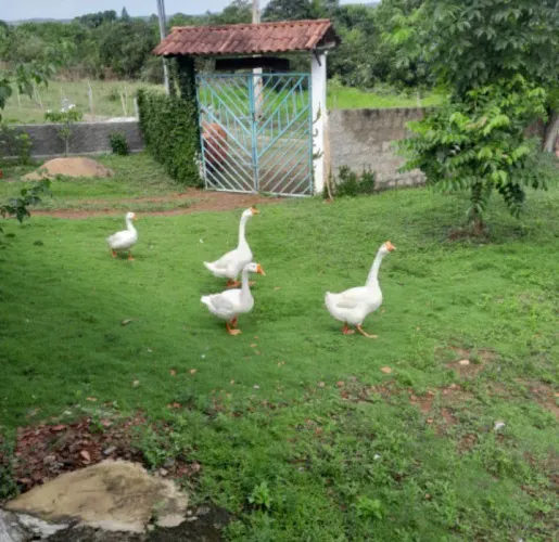 Vendo lindo casal de ganso 
