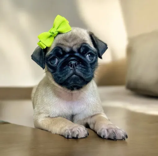 FILHOTE PUG FÊMEA