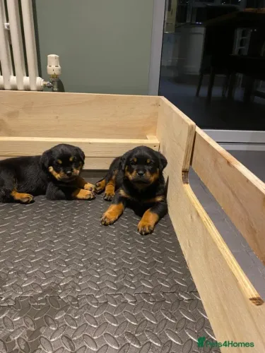 Baby rottweiler linhagem selecionada saudável e dócil com contrato