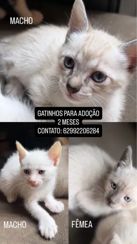 GATOS PARA ADOÇÃO