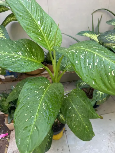 Plantas