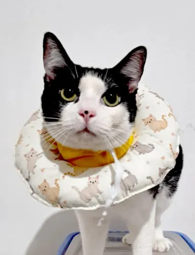 Colar Elizabetano Para Gatos Macio E Ajustável - Tamanho P