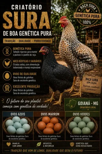 SURAS DE ÓTIMA PROCEDÊNCIA