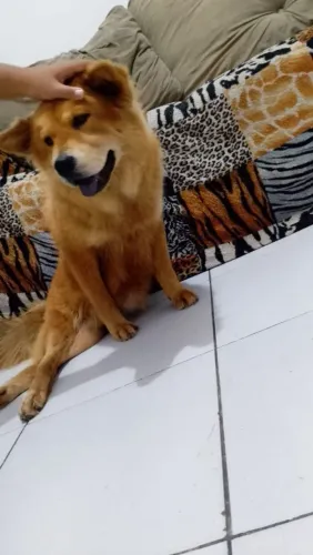 Animal 