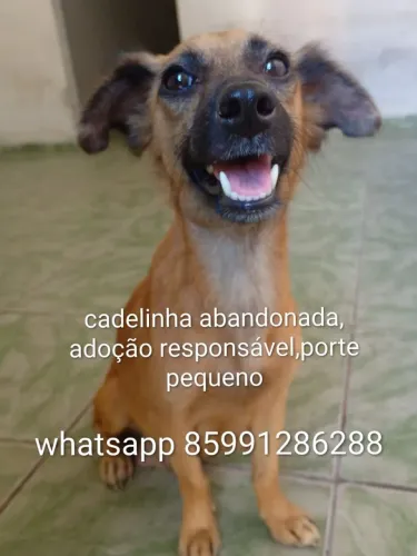 Cadelinha fofuxa adoção responsável