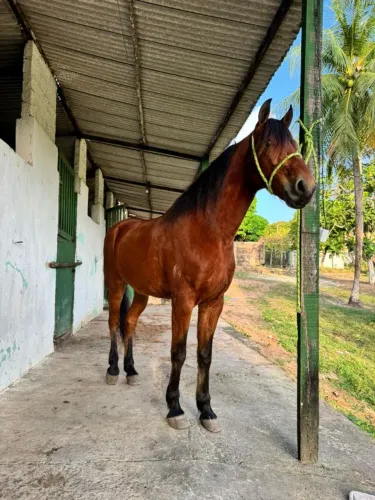 Cavalo Mangalarga Marchador