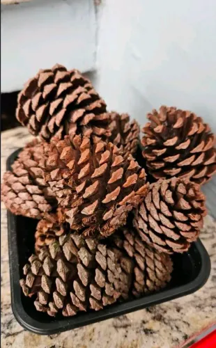 Pinhas Naturais
