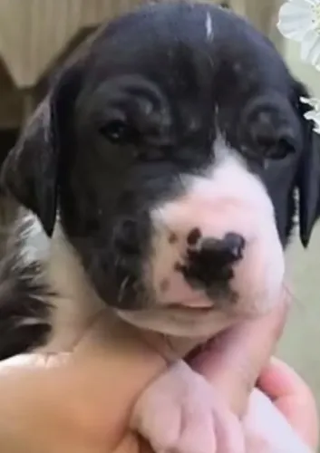 Dogue alemao só está semana 1000